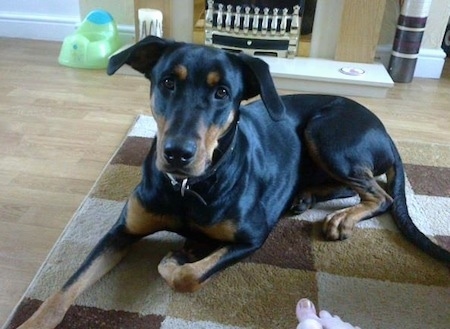 Front side view - A shiny black with brown Rotterman dog is laying on an earthy colored rug and it is looking forward.