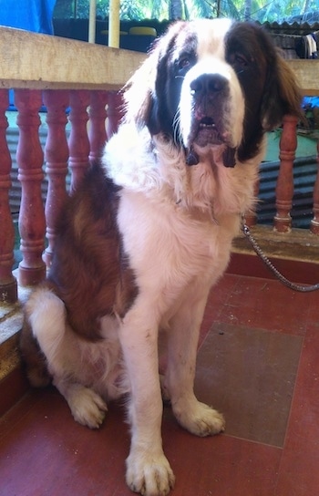Front side view - A large breed, brown and white with black Saint Bernard is sitting across a porch, it is looking forward and its mouth is slightly open.