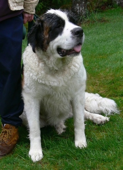 Close up front view - A huge wet white with brown and black Saint Bernard is sitting in grass, it is looking up and to the right. Its mouth is open and its tongue is sticking out. There is a person standing next to it.