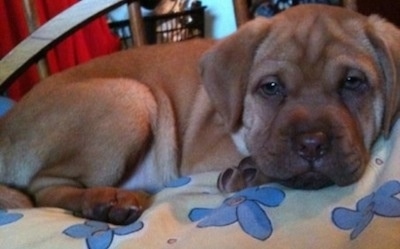 Close up side view - A red Sharp Eagle puppy is laying on a bed that has blue flowers on the sheet and it is looking forward. It has wrinkles on its head.