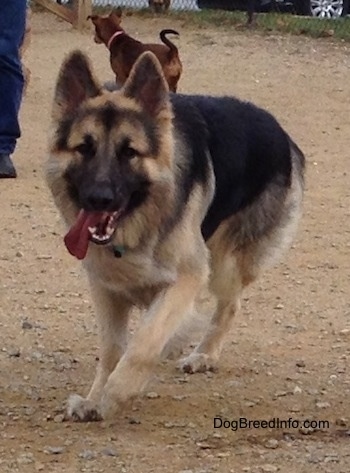 Front side view - A black and tan Shiloh Shepherd is running up a dirt surface, its mouth is open, its tongue is out and it is looking forward.