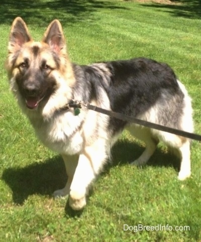A long-coated, furry, tan and black Shiloh Shepherd dog is standing outside in grass and it is looking to the left of its body. Its mouth is open and its front paw is in the air.