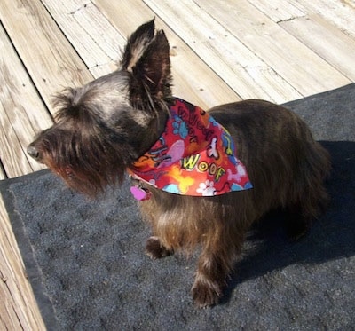 A shaggy looking, brown long-haired Skilky Terrier dog is sitting on a blue mat outside on a wooden deck.
