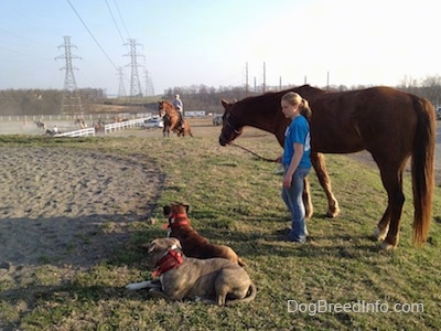 A brown brindle Boxer is laying in grass next to a blue-nose Brindle Pit Bull Terrier. Behind them is a blonde-haired girl holding the reins of a horse.