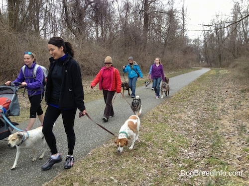 Six ladies and a baby are leading seven dogs on a pack walk across a walkway.