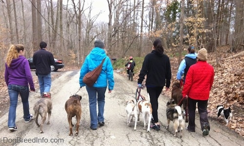 The back of six people that are leading seven dogs on a walk down a street. There is a child riding a bike in front of them.