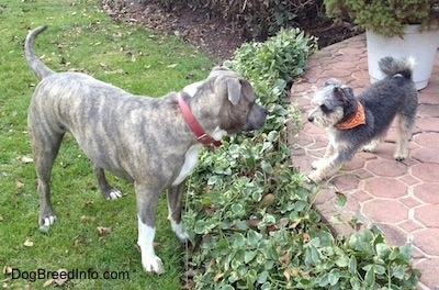 Spencer the Pit Bull Terrier outside in a yard looking at Junior the Maltese mix who is begining to play bow on the stone patio