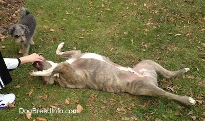 Spencer the Pit Bull Terrier laying on his back with his paws up as a person pets his chin and Junior the Maltese mix is just watching him