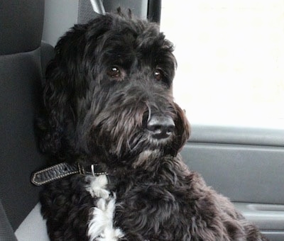 A thick coated, black with white Springerdoodle is sitting in the backseat of a vehicle.