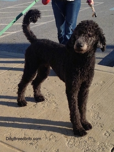 The front right side of a shaved black Standard Poodle dog standing across a sidewalk looking to the left. There is a person standing behind it. The dog's tail is up.