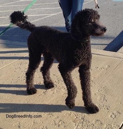 The front right side of a wavy coated, black Standard Poodle dog standing on a sidewalk looking to the right. There is a person walking towards it.