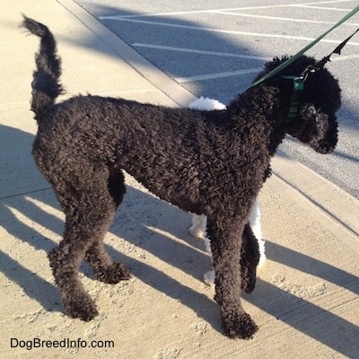 The right side of a black Standard Poodle dog standing across a sidewalk and there is another dog behind it inspecting the Poodle.