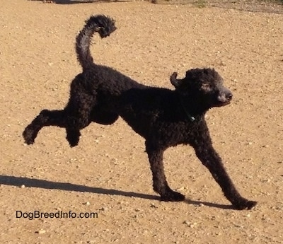 Action shot - A black Standard Poodle dog running across a dirt surface with its tail up in the air.