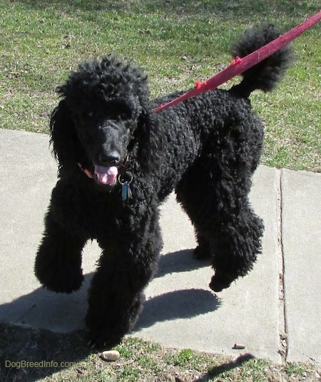A standard black Poodle is on a red leash standing on a sidewalk and beginning to turn around. Its mouth is open and tongue is out and its front paw is in the air.