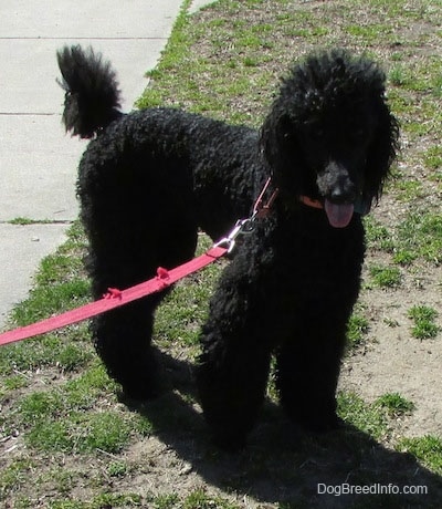 The front right side of a black Standard Poodle dog standing across a patchy yard. It is looking forward, its mouth is open and its tongue is sticking out. It has long wavy hair.