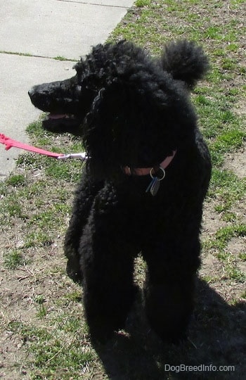 Front view - A black Standard Poodle dog standing in patchy grass looking to the left, its mouth is slightly open and it looks like it is smiling.
