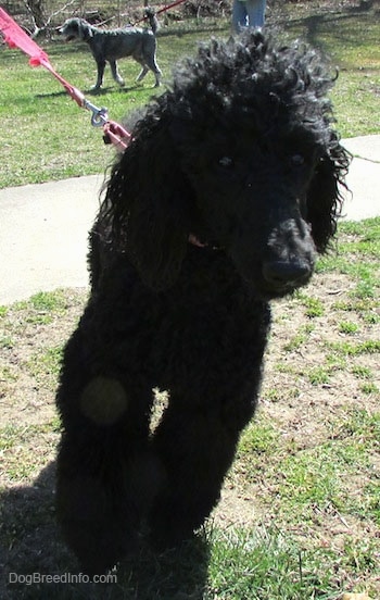 Close up front view - A black Standard Poodle dog walking across a dirt and grass surface. There is another dog behind it across the field. It has long curly hair on its head.