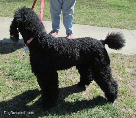 The left side of a large, black Standard Poodle dog standing across grass looking at a person that is standing on a walkway next to it.