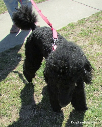 Top down view of a black Standard Poodle dog standing across a patchy grass surface and it is looking forward.