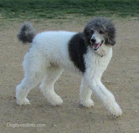 A gray and white Standard Poodle is walking across a dirt surface, its mouth is open, it looks like it is smiling and it is looking to the left.