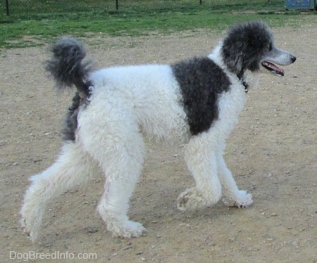 The back right side of a gray and white Standard Poodle dog walking across a dirt surface. Its mouth is open, its tongue is out and it looks like it is smiling.