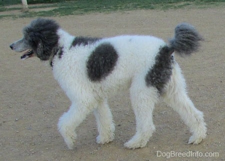 The left side of a gray and white Standard poodle dog walking across a dirt surface. 
