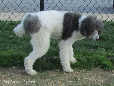 A gray and white Standard Poodle dog urinating against a chain link fence.