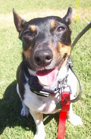 Close up front view - A tricolor white and black with brown Teddy Roosevelt Terrier is sitting in grass, it is looking forward, its mouth is open.