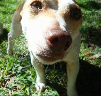 Close up with the focal point on the dog's brown nose - A tan and white Teddy Roosevelt Terrier dog walking across a grass towards the camera.