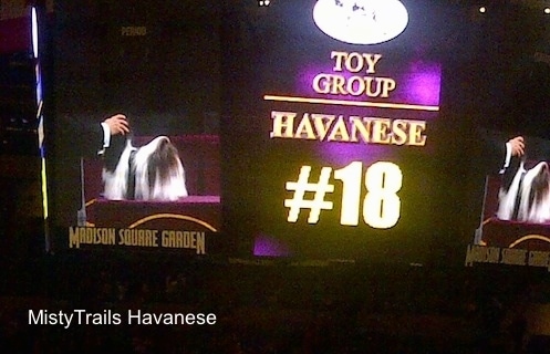 A picture of the big screen at Madison Square Garden saying Toy Group Havanese Number 18.