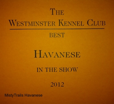 A picture of, The Westminster Kennel Club Best Havanese in the show 2012, Award