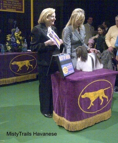A white and black Havanese is standing on a table and the Grey suit lady is behind it holding its tail. There is a lady next to them holding a purple and yellow ribbon