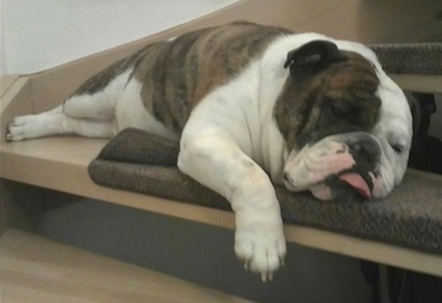 A wide, thick bodied, big bellied, brindle and white Victorian Bulldog is sleeping across a wooden step.