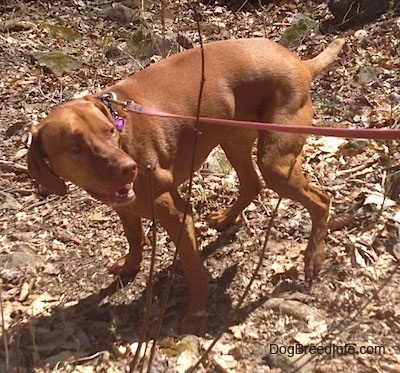 The left side of a red Vizsla that is standing on a dirt surface with brown leaves all covered on it and it is looking to the right.