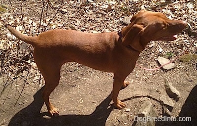 Top down view of a red Vizsla that is standing across a dirt surface, it is looking to the right, its mouth is open and it looks like it is smiling.
