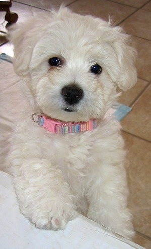 A white Wee-Chon puppy with a pink collar that is jumped up against a table and it is looking forward. The pup has a large black nose, black lips and round dark eyes.