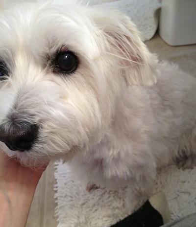 Close up - A white Wee-Chon is sitting on a rug and a person is touching under its chin. The dog has large round black eyes and a black nose.