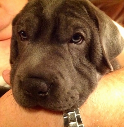 Close up - The face of a gray Weim-Pei puppy that is laying in the arm of a person. The dog looks sleepy.