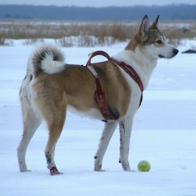 The right side of a brown and white West Siberian Laika that is standing on a snowy plain. There is a tennis ball in front of it and it is wearing a red harness.