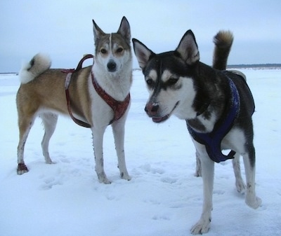 Two West Siberian Laikas are standing on a snowy plain and they are both looking down.