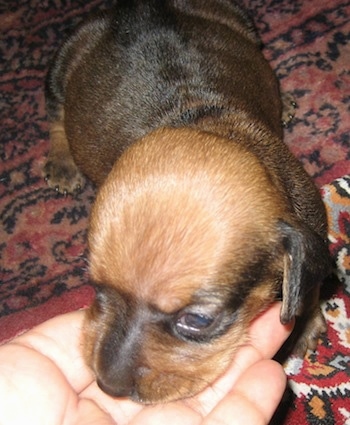 Close Up - Puppies head in a persons hand