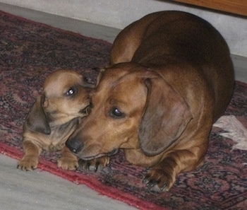 Subbu the Dachshund puppy laying on a rug next to the dam