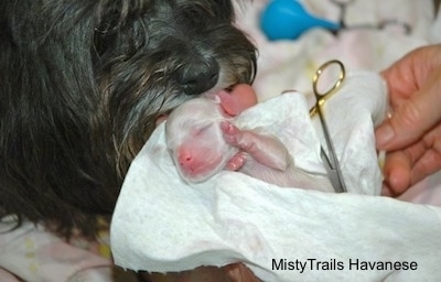 Close Up - Reo licking the newborn puppy