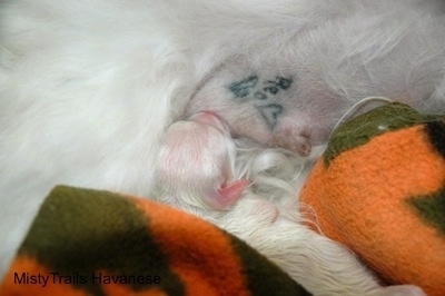 Close Up - Puppy eating