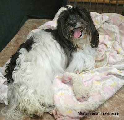 Reo looking at the Camera holder with its mouth open and tongue out. With the Puppy on a blanket.