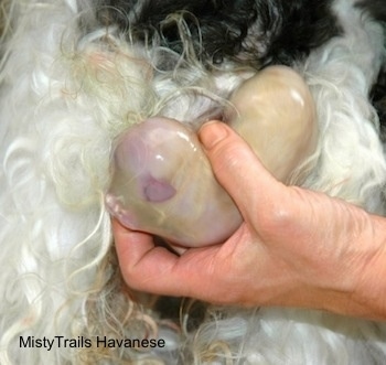 Third Puppy in the hands of a human