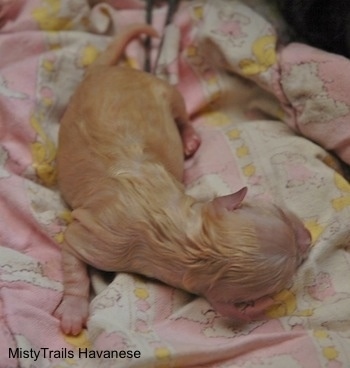 Puppy number 3 laying on a blanket