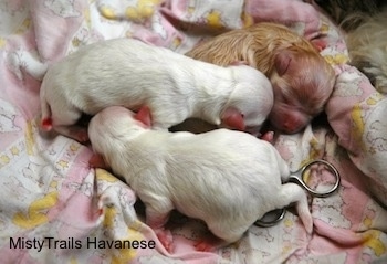 Puppies laying on a blanket next to each other