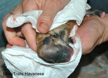 Close Up - Fourth Puppy being cleaned up