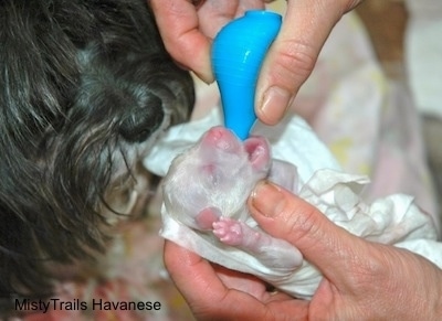 Reo looking in the background as the puppy gets cleaned.